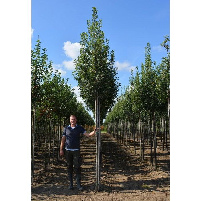 Lönnapel - Malus trilobata - Stammens omkrets 16-18 cm, höjd 3,5-4 meter, HS,